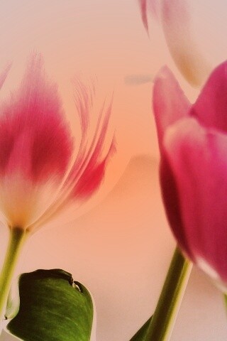 Тюльпаны обои