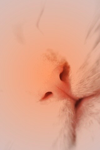 Кошачья мордочка обои