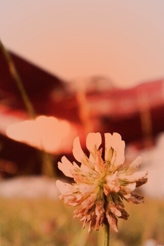 Цветок и красный самолет обои