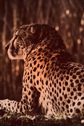 Гепард обои