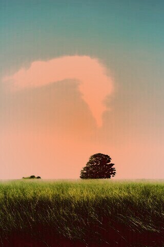 Избранное дерево обои