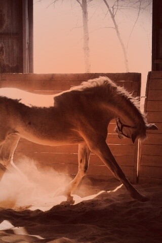 Белая лошадь в загоне обои