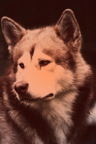 Собака с грустным взглядом обои