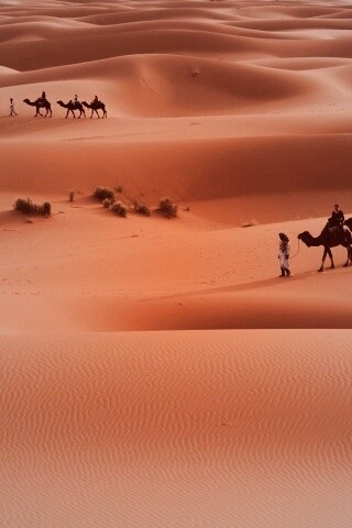 Караваны пустыни обои