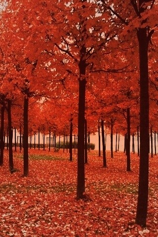 Скачать бесплатно осень обои