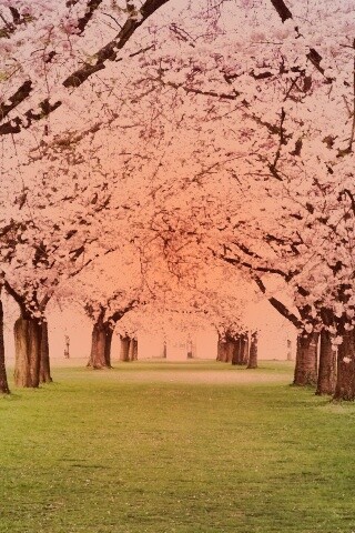 Розовая аллея обои