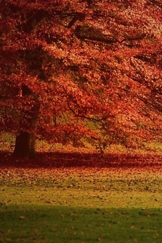 Пожелтевшее дерево с облетающей листвой обои