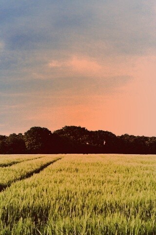 Следы колеи в поле обои