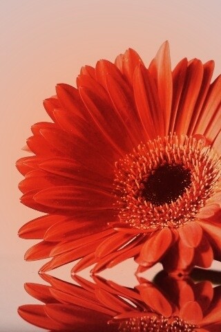 Гербер на стекле обои