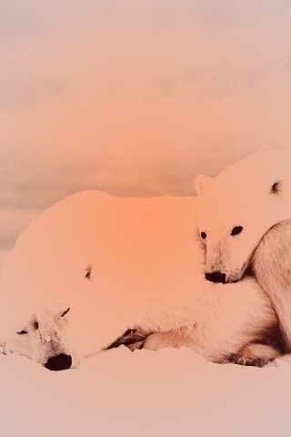 Белые мишки спят обои