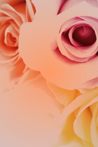 Букет разноцветных роз обои