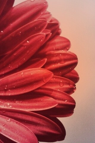 Красная гербера обои