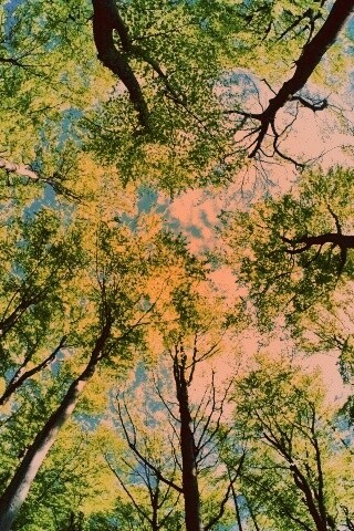 Кроны деревьев обои