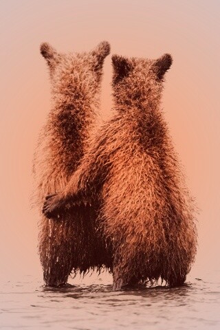 Медвежата обои