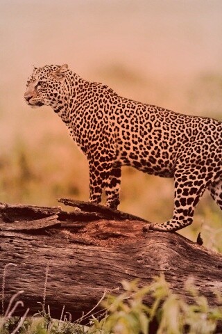 Леопард на природе обои