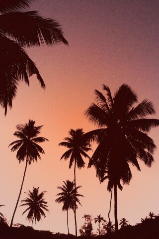 Пальмы на фоне фиолетового неба обои