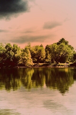 Деревья на берегу озера обои