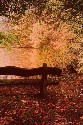 Скамейка в лесу обои