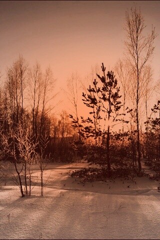 Зимний лес обои