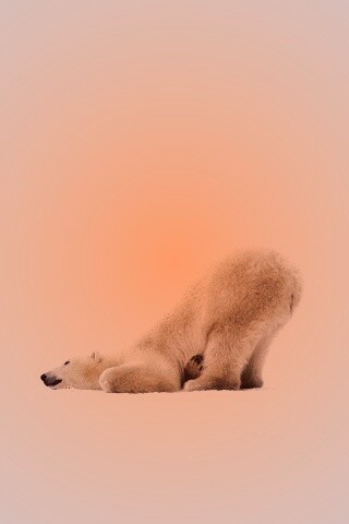 Полярный мишка в смешной позе обои