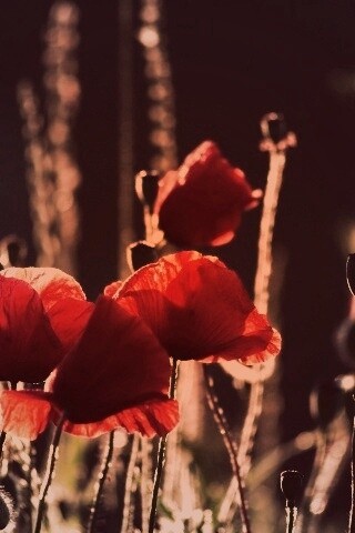 Макро фото мака обои