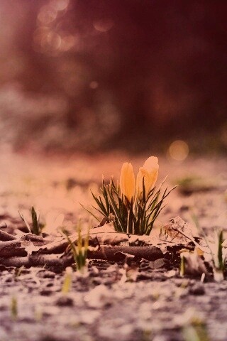 Весенняя трава и цветы обои