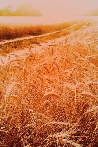 Речка среди поля обои