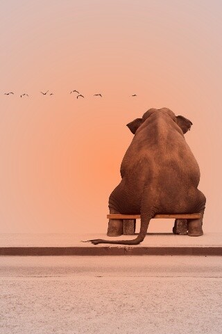 Слон на табуретке обои