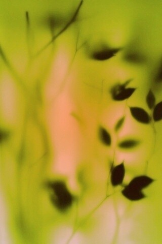 Зелень за стеклом обои