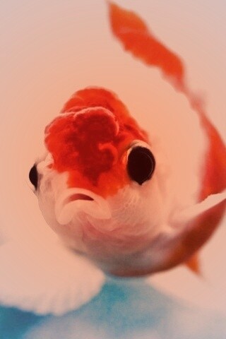 Аквариумная золотая рыбка обои