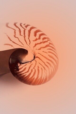 Ракушка в полоску обои