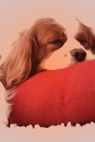 Спящий щенок на красной подушке обои