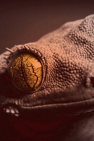 Ящерка обои