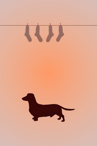 Такса и носки обои