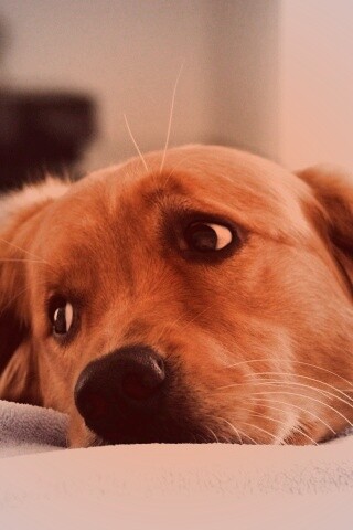 Лабрадор-ретривер обои