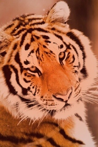 Тигр оборачивается обои