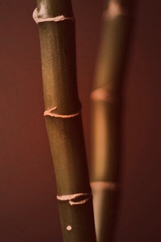 Макро фото стебля бамбука обои