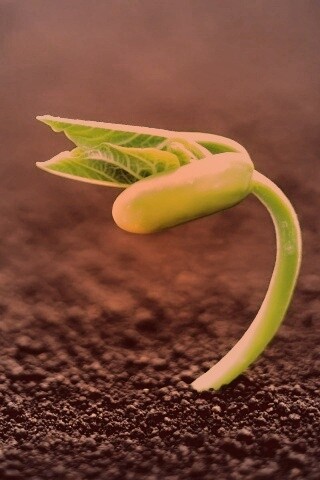 Макро фото зелёного росточка обои