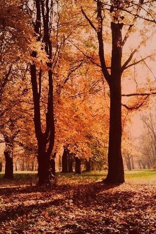 Осенний листопад в парке обои