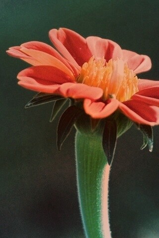 Красивый красный цветок обои