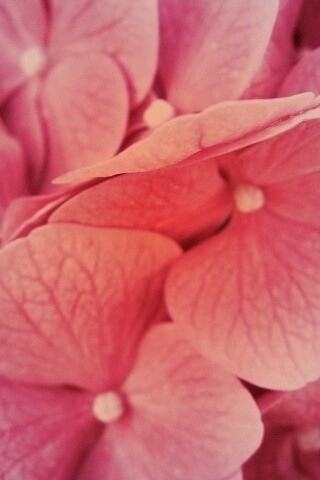 Фиолетовые нежные цветы обои