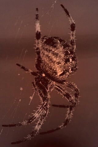 Паук обои