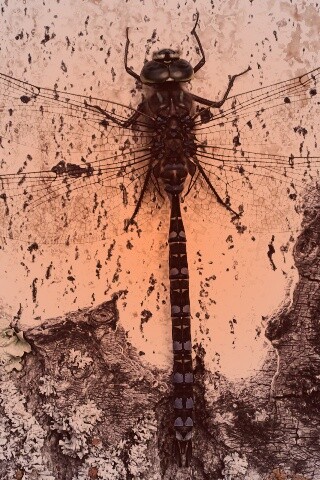 Стрекоза на дереве обои