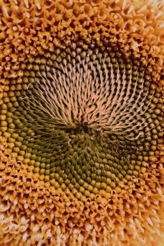 Недозревший подсолнух обои