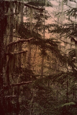 Дремучий лес обои