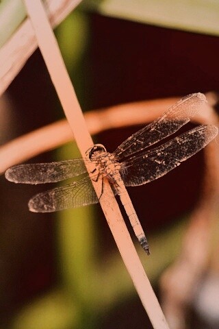 Стрекоза на тарвинке обои