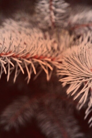 Ветки голубой ели обои