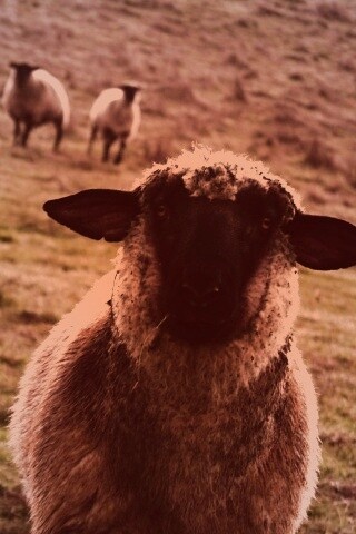 Овцы на пастбище обои