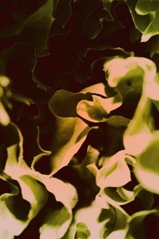 Зеленая листва обои