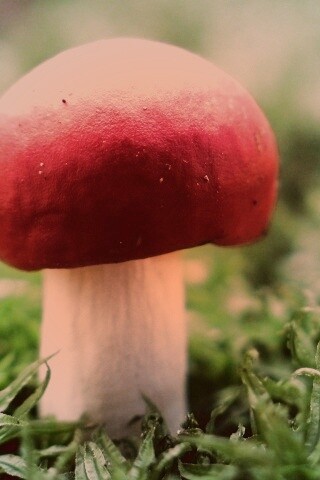 Грибок с красной шапкой обои
